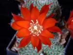 Rebutia heliosa GV68